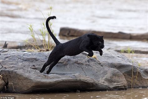 Extremely Rare Black Leopard Becomes The Ever To Be Photographed In