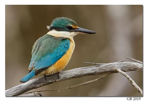 SACRED KINGFISHER