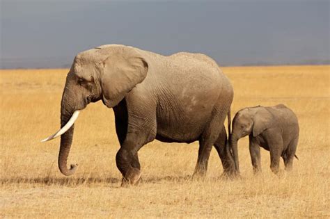 African elephant threatened by poaching and habitat loss