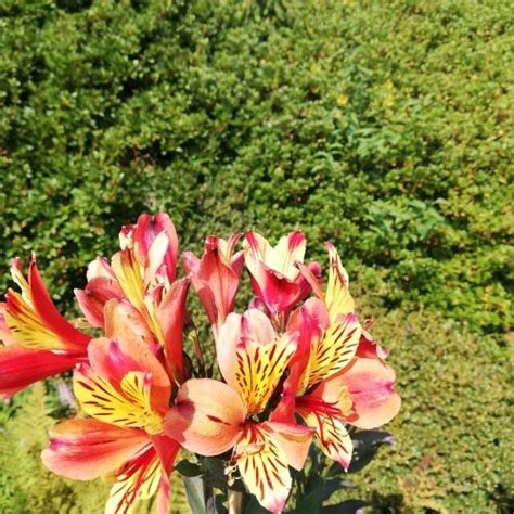 Alstroemeria Indian Summer Alstroemeria Aurantiaca Kont 2l