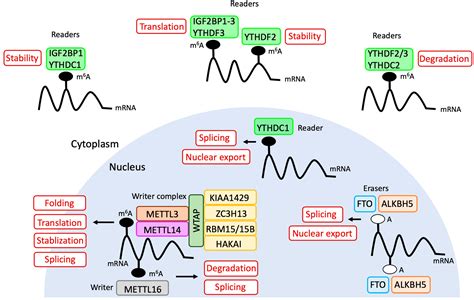 Biomolecules Free Full Text Critical Roles Of N6 Methyladenosine