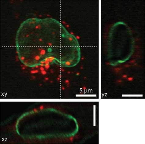 Two Color Volumetric Imaging Of Live Hek T Cells The Hek T Cells