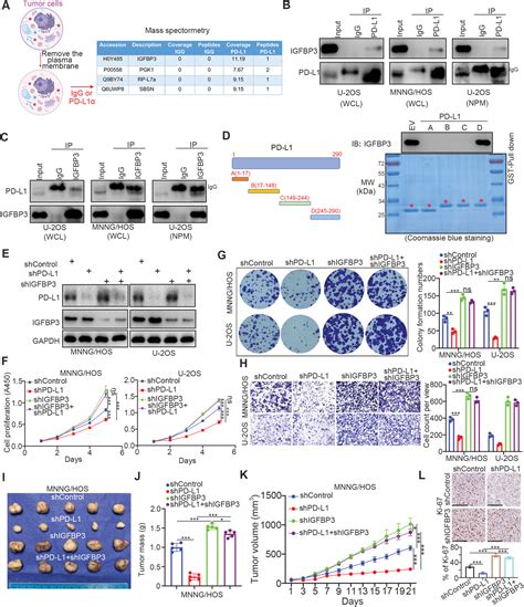 Targeted Delivery Of Pd‐l1‐derived Phosphorylation‐mimicking Peptides