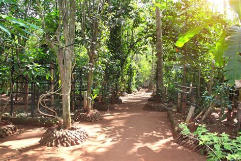 Sentier Dans Le Jardin Tropical Sri Lanka Photo Stock Image Du