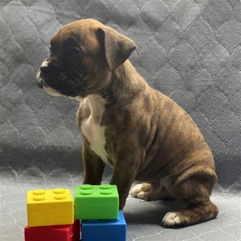 german boxers for sale/cheap boxer puppies for sale