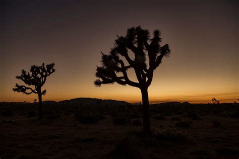 Sunset At Joshua Tree National Park R Losangeles