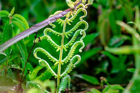 습지에 있는 식물의 심장 Tendrils 양치식물에 대한 스톡 사진 및 기타 이미지 양치식물 곤충 농업 Istock