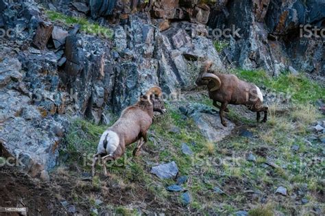 Bighorn Sheep Ram Male Animal Fighting Stock Photo - Download Image Now ...