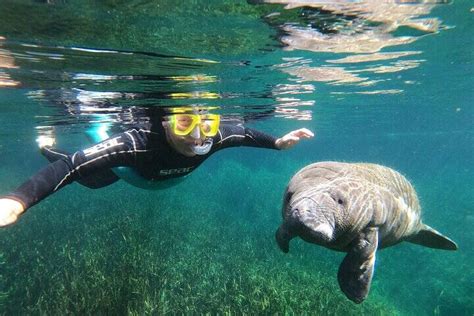 Manatee Snorkeling Crystal River Florida Semi-Private, Mar 1st 7:00pm ...