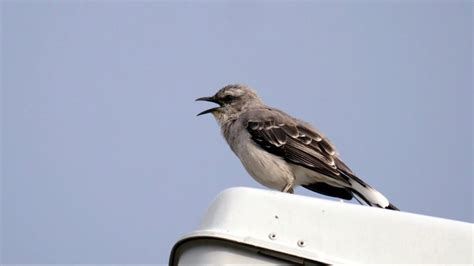 20 Common Types Of Birds Found In Guyana Nature Blog Network