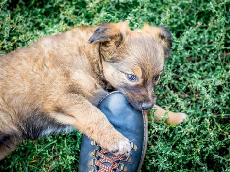 Inhibici N De La Mordida En Cachorros En Qu Consiste