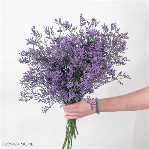 Limonium – Flower Moxie