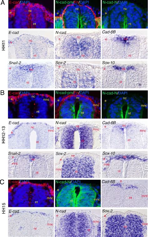 Expression Patterns Of Cadherins During The Nc Cell Delamination At The