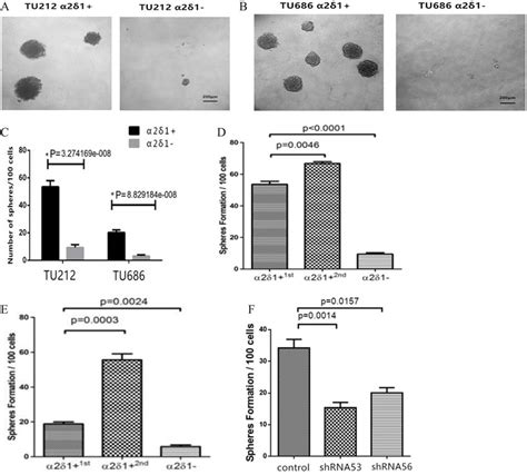 Sphere Forming Efficiency Of α2δ1 And α2δ1 − Cells A B The Download Scientific Diagram