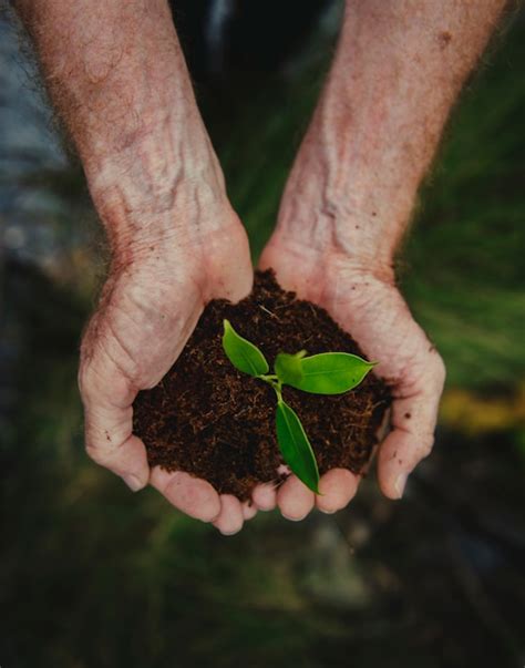 Manos Sosteniendo Una Pila De Tierra Con Una Planta En Crecimiento