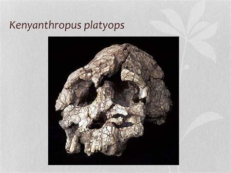 Chapter 11: Early Hominins - ppt download