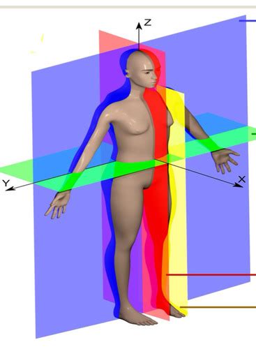 Anatomical Plane Flashcards Quizlet