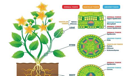 Supporting Tissues In Plantscollenchymasclerenchymavascular Tissues