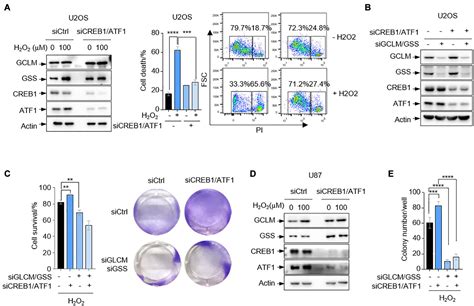 Frontiers Creb1 And Atf1 Negatively Regulate Glutathione Biosynthesis