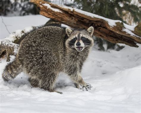 424 Raccoon Snow Stock Photos - Free & Royalty-Free Stock Photos from Dreamstime