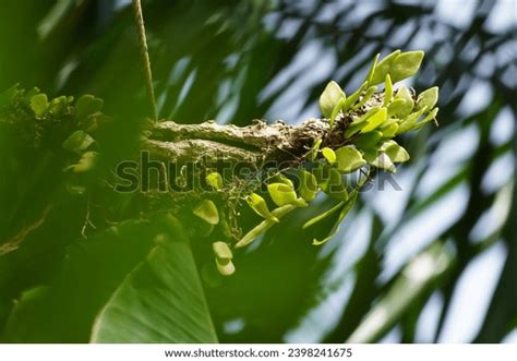 benalu tree host parasitic plant benalu stock photo