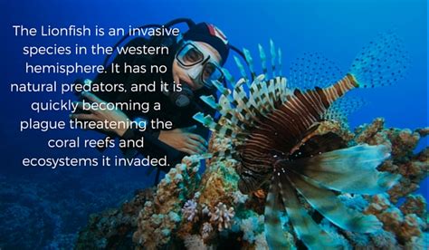 You Should Hunt The Invasive Lionfish To Help Save The Reef Rushkult