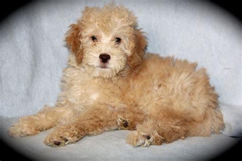 The Moyen Poodle Premium Moyen Poodle Puppy Breeder In Texas