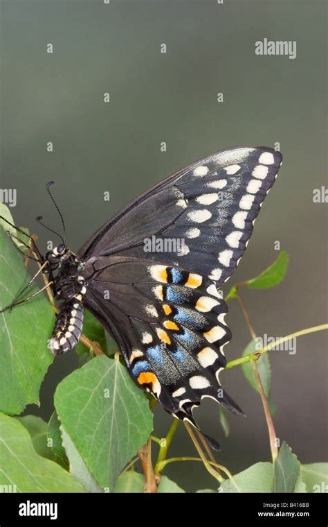 Old World Swallowtail Papilio Machaon Bairdii Stock Photo Alamy