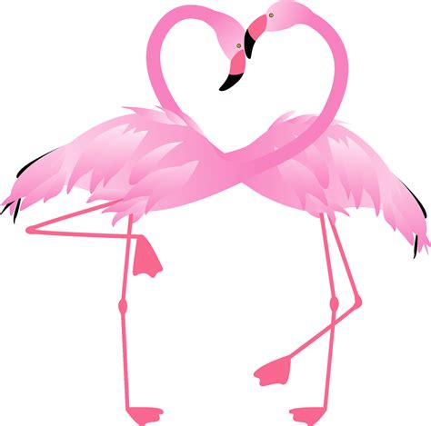 Vector Flamingo Love Bird Free Download Image Transparent Hq Png