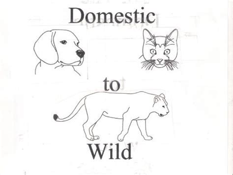 Animal Story Ideas Domestic to Wild | Teaching Resources