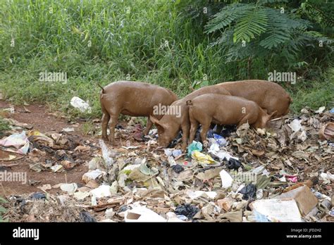 Pigs On A Waste Dump Stock Photo Alamy