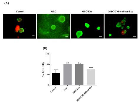 Mouse Islet Viability In The Presence Of Mscs Msc Exo And