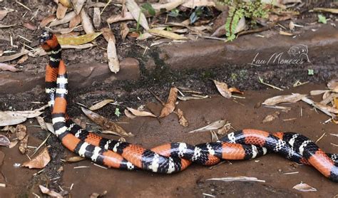 V Deo Acasalamento Raro De Cobras Corais Verdadeiras Flagrado Em