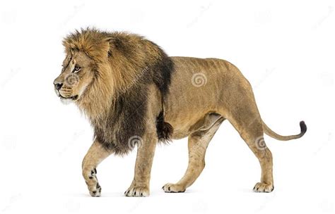 Side View of a Lion Walking Away, Isolated on White Stock Image - Image of background, male ...