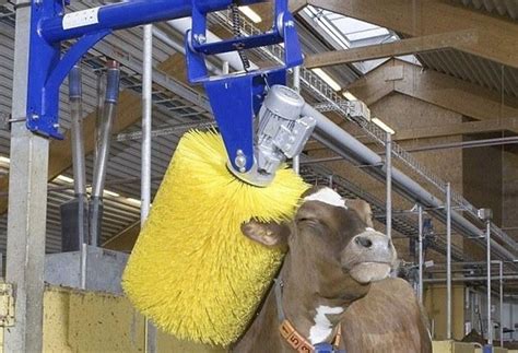 Щётка-чесалка для КРС | "Агроснаб"