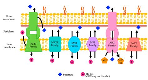 A Representation Of The Various Families Of Efflux Pumps Rnd Mate