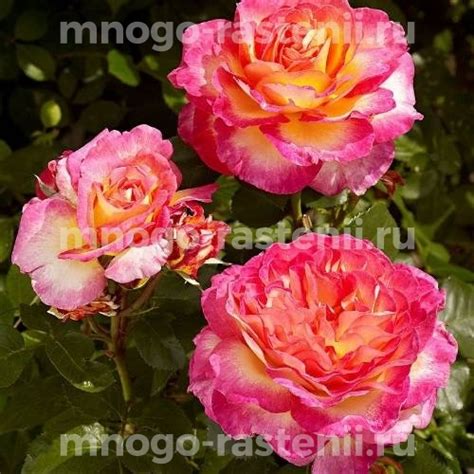 Саженцы Роза Горджес (Rosa Gorgeous) купить по цене 600 руб. в Москве с ...