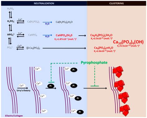 Inorganic Phosphate