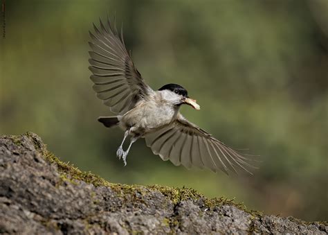 Weiden Oder Nonnenmeise Forum F R Naturfotografen