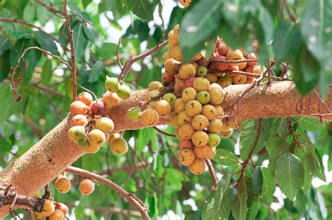 Buah Ara Ficus Racemosa Gambar Di Pohon Alam Buah Ara Hutan Buah Ara ...