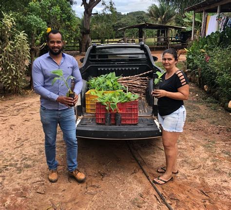 Prefeitura Municipal Distribui Mudas In Vitro De Banana Ma Para