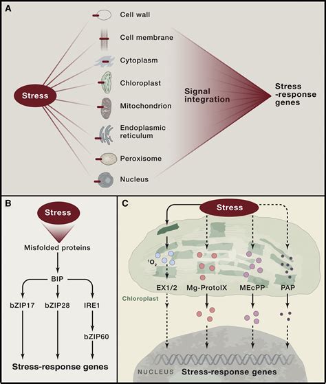 Abiotic Stress Signaling And Responses In Plants Cell