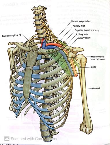 Upper Limb Flashcards Quizlet