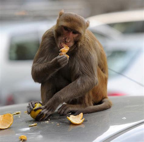 Monkeys rule in India - Quip 4 Today