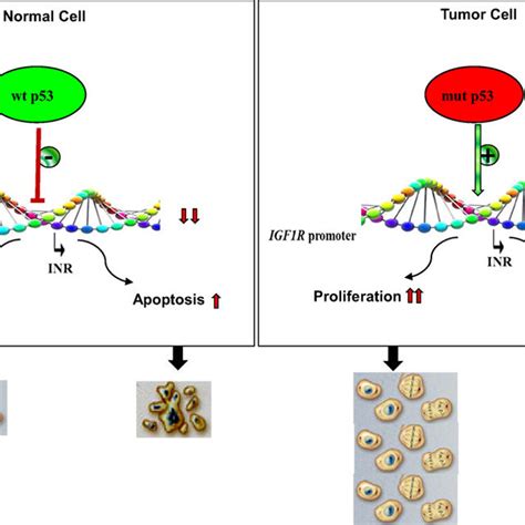 Impact Of P53 Status On Cell Proliferation And Apoptosis Under Normal