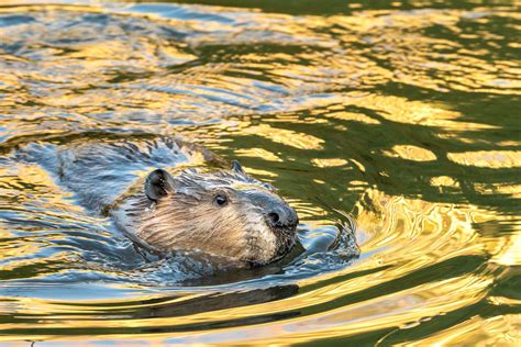 Beaver Print Beaver Pond Wildlife Photography Nature Photo | Etsy