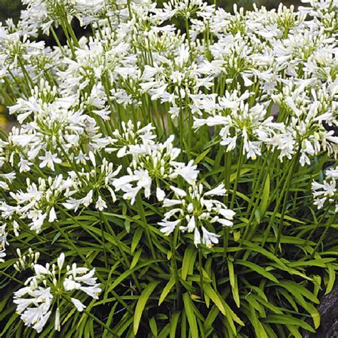 Agapanthus Africanus Blanc Horticulture Dumont