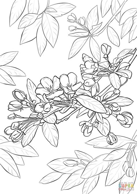 Cherry Blossom Tree Drawing Step By Step At Getdrawings Free Download