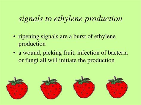 Ppt Ethylene And Its Role In Fruit Ripening Powerpoint Presentation