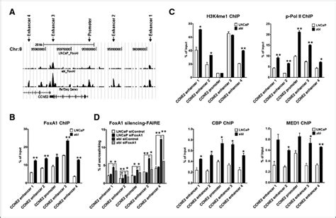 FoxA1 Directly Regulates CCNE2 In CRPC Cells A FoxA1 Binding Sites In